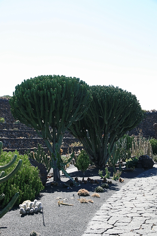 Kanary_2010 222